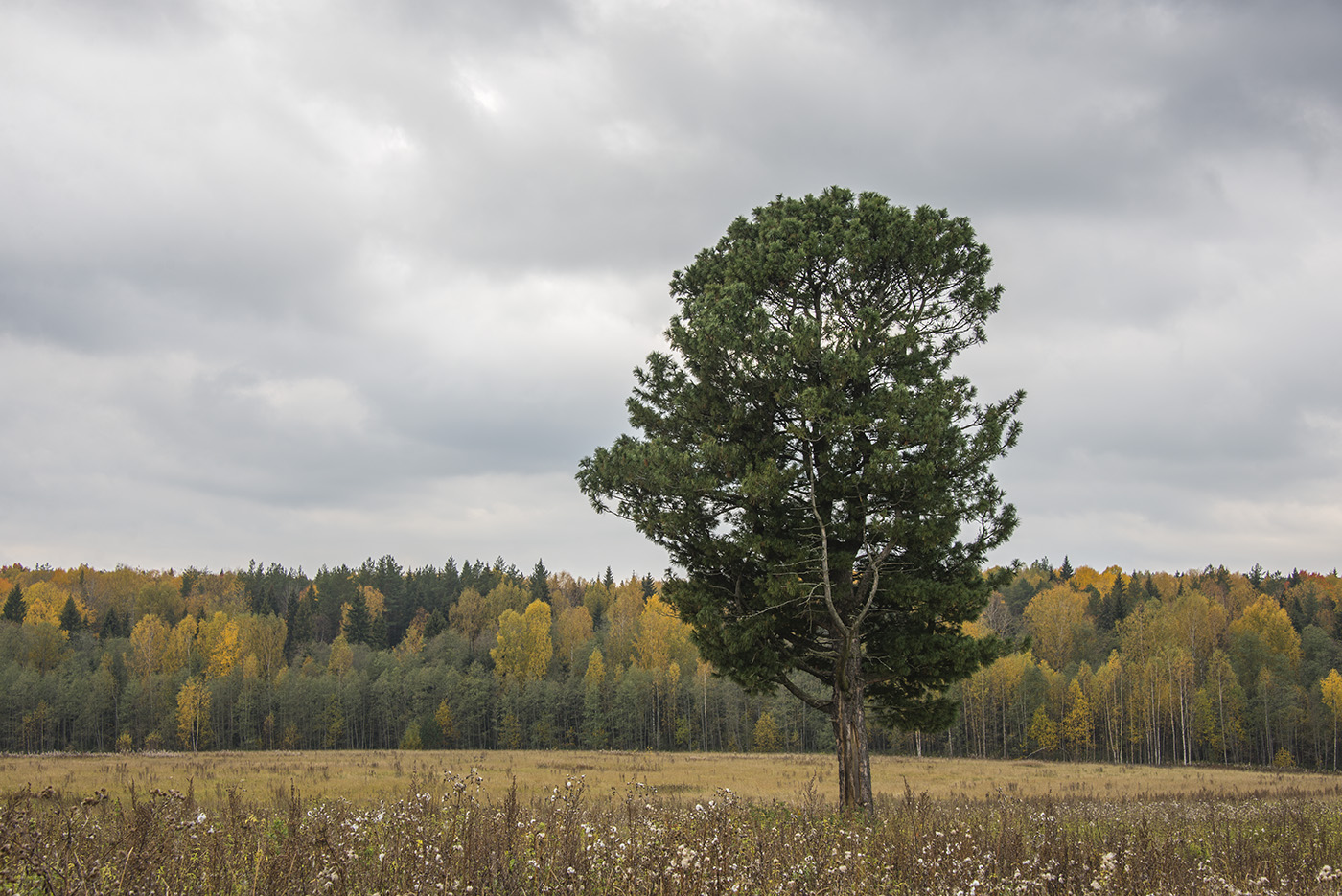 Image of Pinus sibirica specimen.