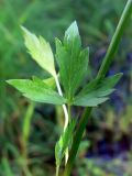 Ranunculus repens. Стеблевой лист. Свердловская обл., окр. г. Североуральск, р-н скал Три Брата, берег заводи. 24.07.2014.