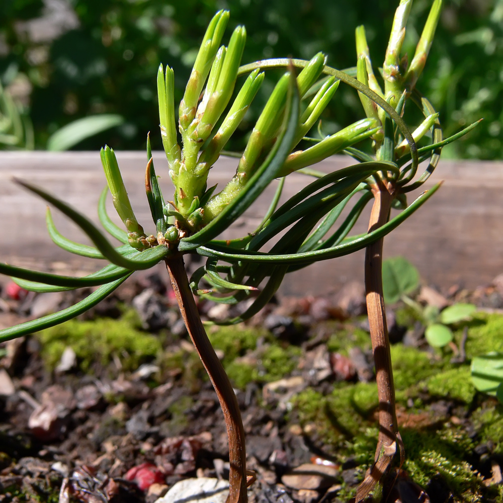 Изображение особи Pinus sibirica.