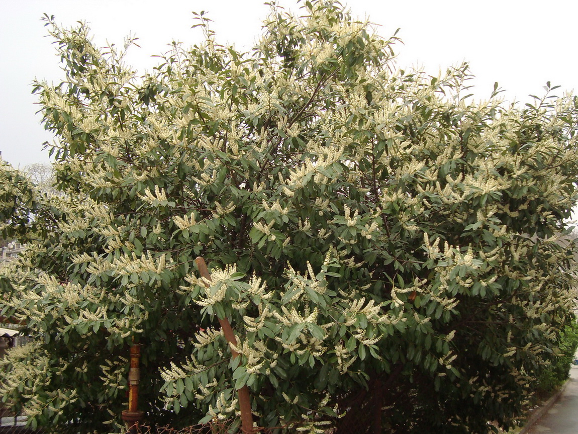 Image of Lauro-cerasus officinalis specimen.