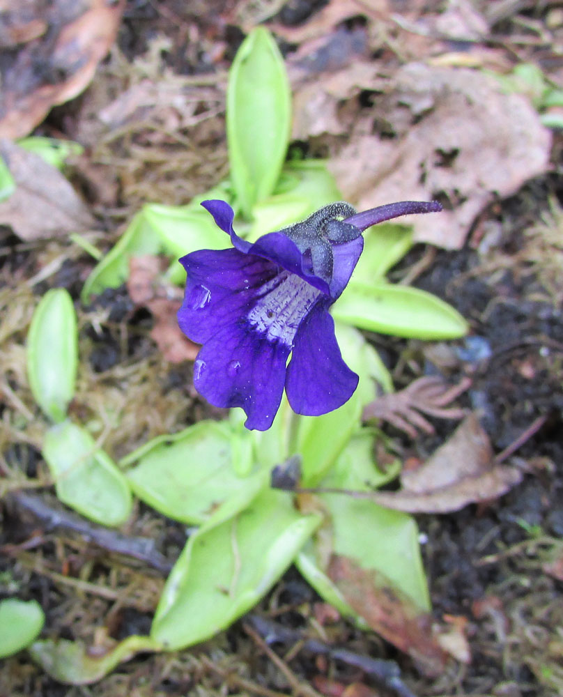 Image of Pinguicula grandiflora specimen.