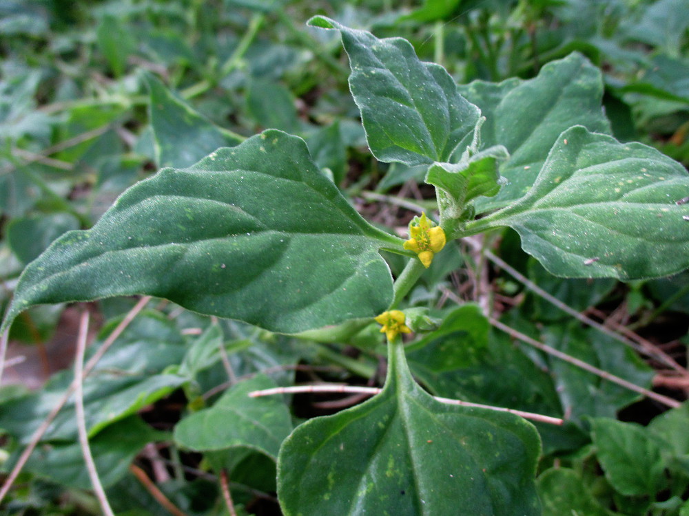 Изображение особи Tetragonia tetragonoides.