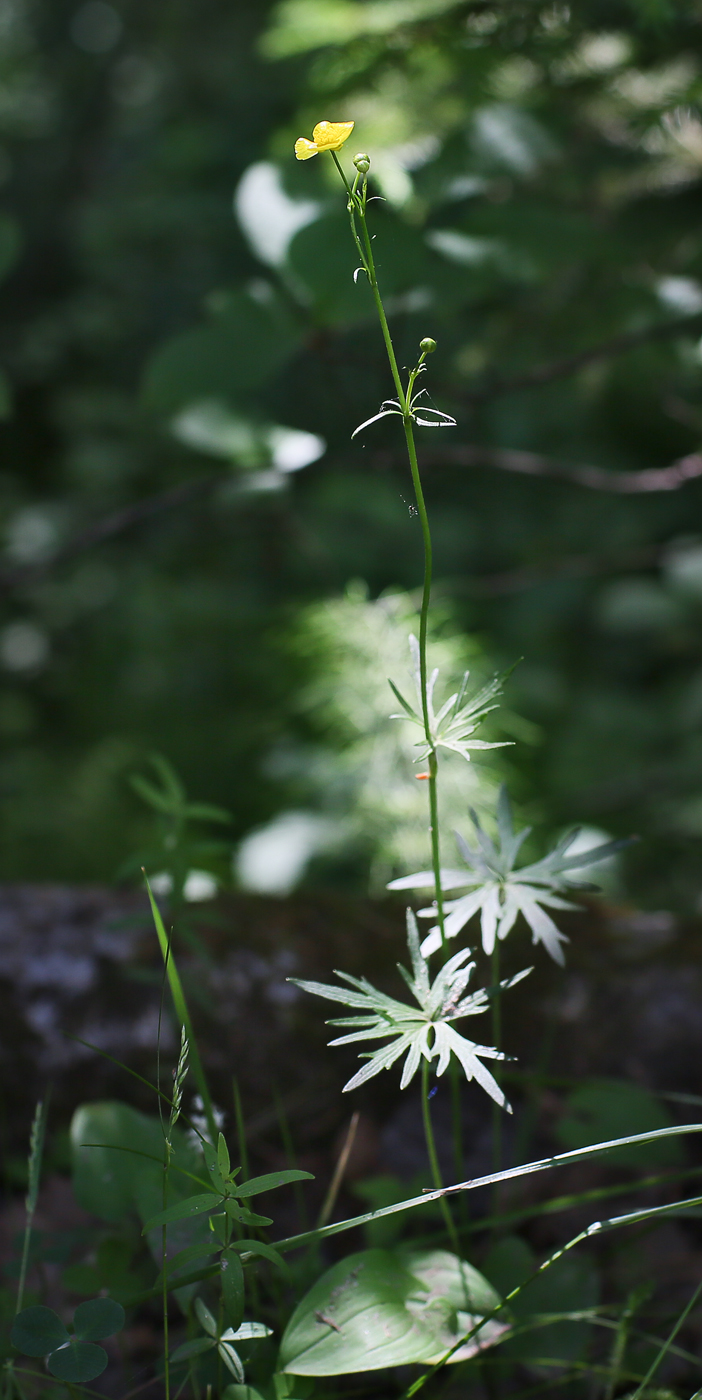 Image of Ranunculus acris specimen.