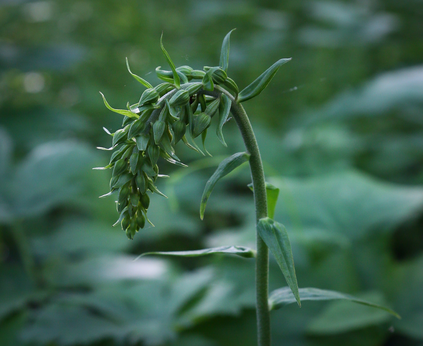 Image of Epipactis helleborine specimen.