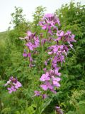 Hesperis sibirica. Верхушки цветущих побегов. Нижегородская обл., Большеболдинский р-н, правобережье р. Пьяна между сёлами Жданово, Чуркино и Марьевка, кустраник по берегу ручья. 7 июня 2011 г.