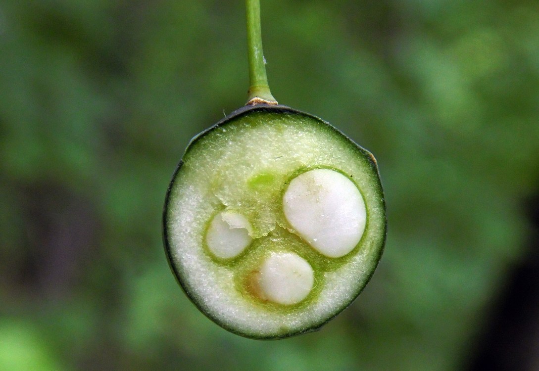 Image of Polygonatum glaberrimum specimen.