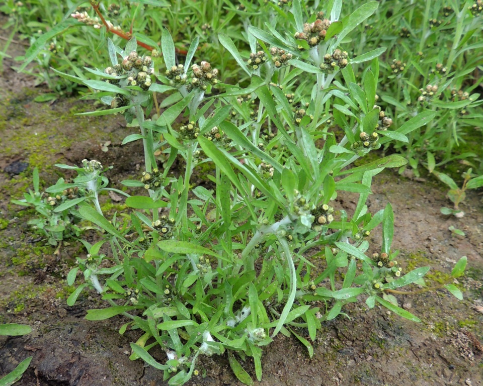 Image of Gnaphalium pilulare specimen.