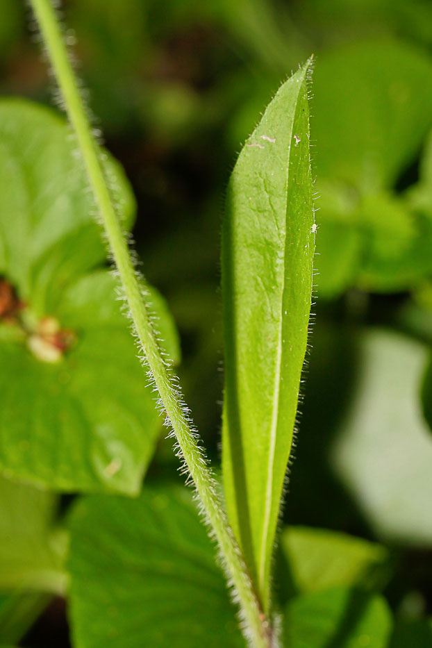 Image of Pilosella caespitosa specimen.