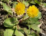 Taraxacum thracicum