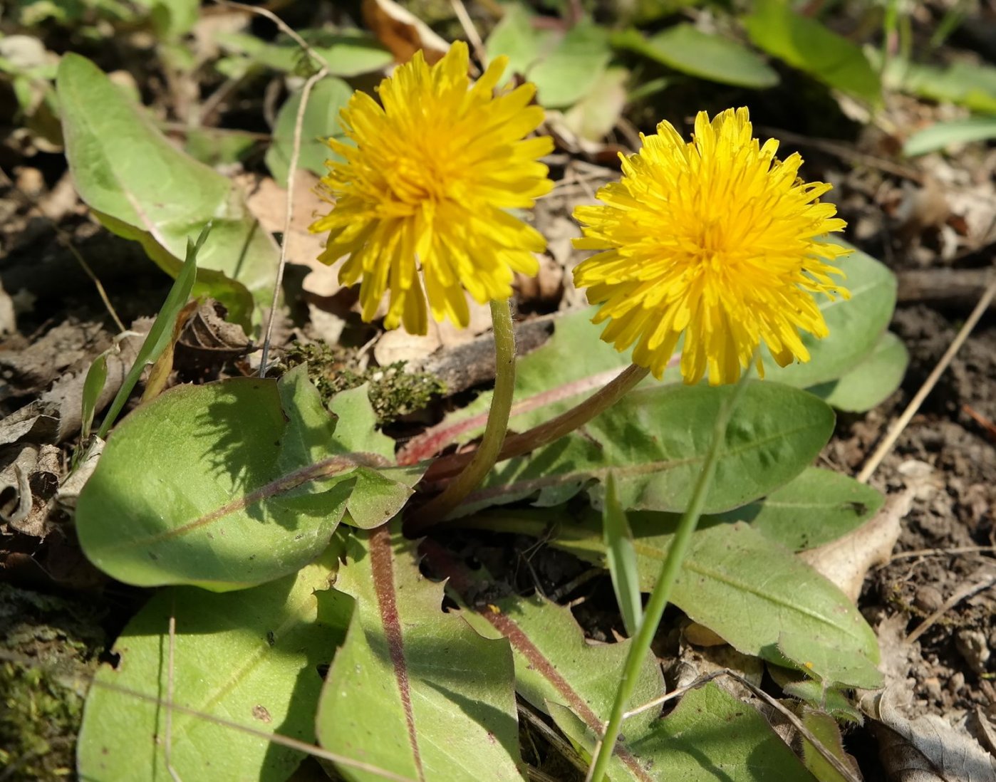 Изображение особи Taraxacum thracicum.