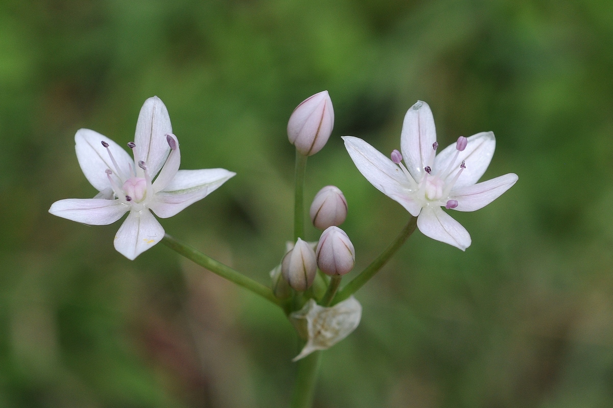 Image of Allium hyalinum specimen.