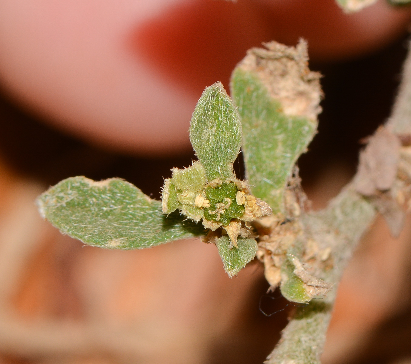 Изображение особи Galenia pubescens.