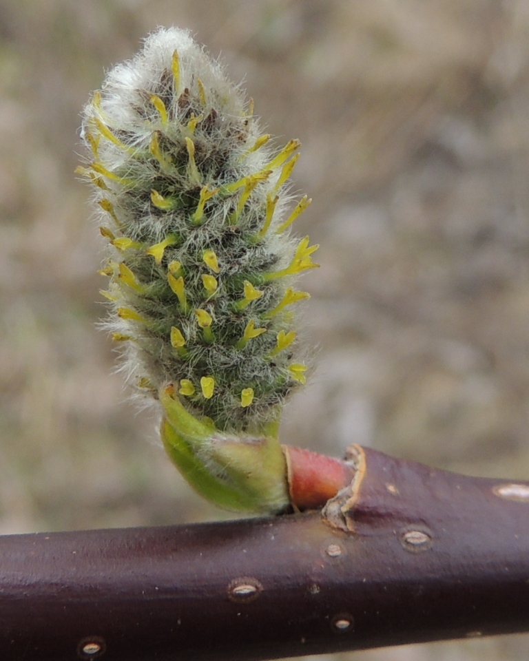 Image of genus Salix specimen.