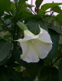 Brugmansia suaveolens