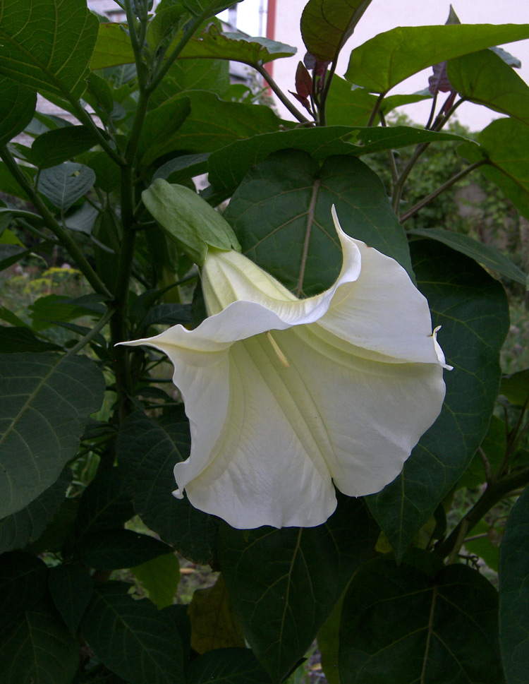 Image of Brugmansia suaveolens specimen.