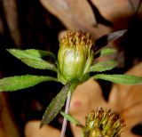 Bidens frondosa