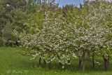 род Crataegus