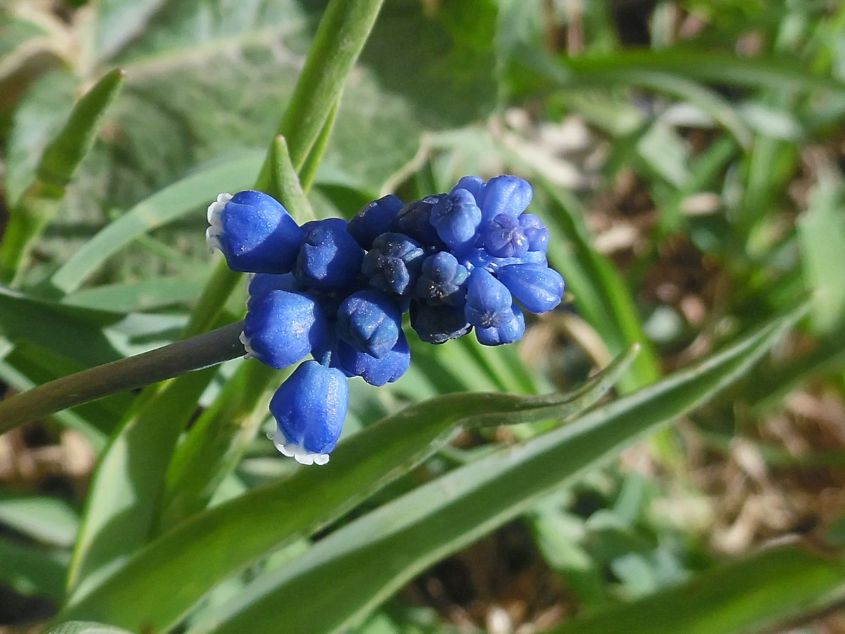 Image of Muscari botryoides specimen.