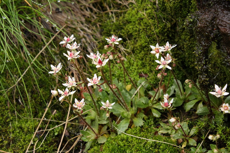 Image of Micranthes stellaris specimen.