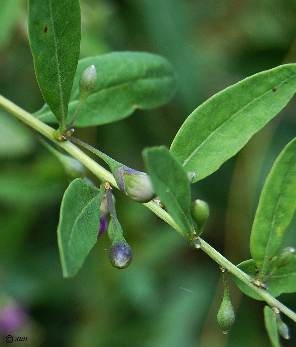 Изображение особи Lycium barbarum.