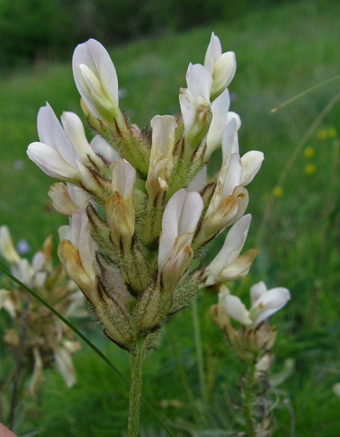 Изображение особи Astragalus glaucus.