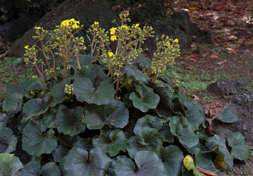 Image of Farfugium japonicum specimen.