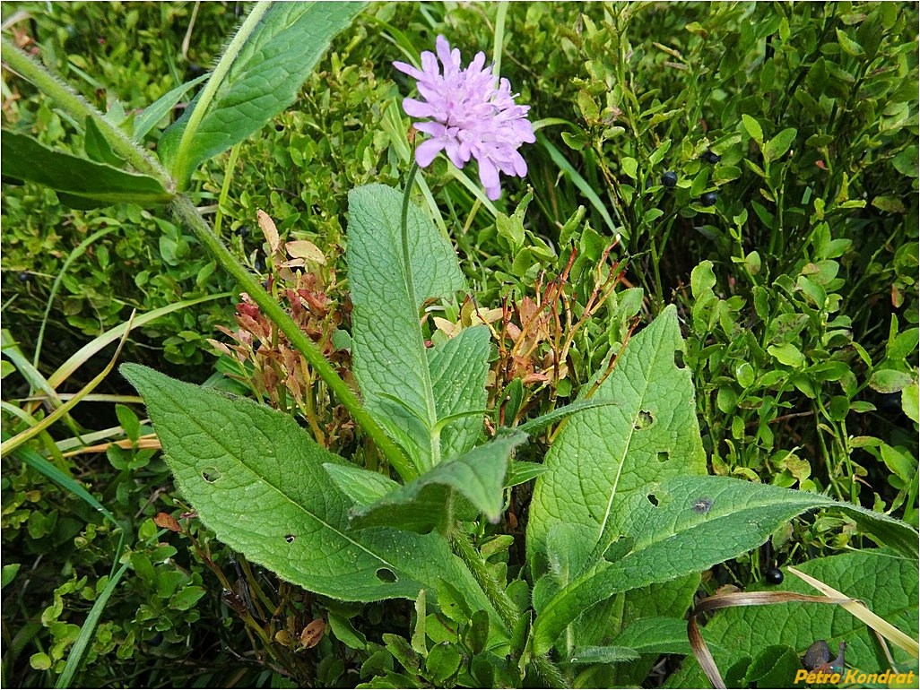 Image of Knautia dipsacifolia specimen.