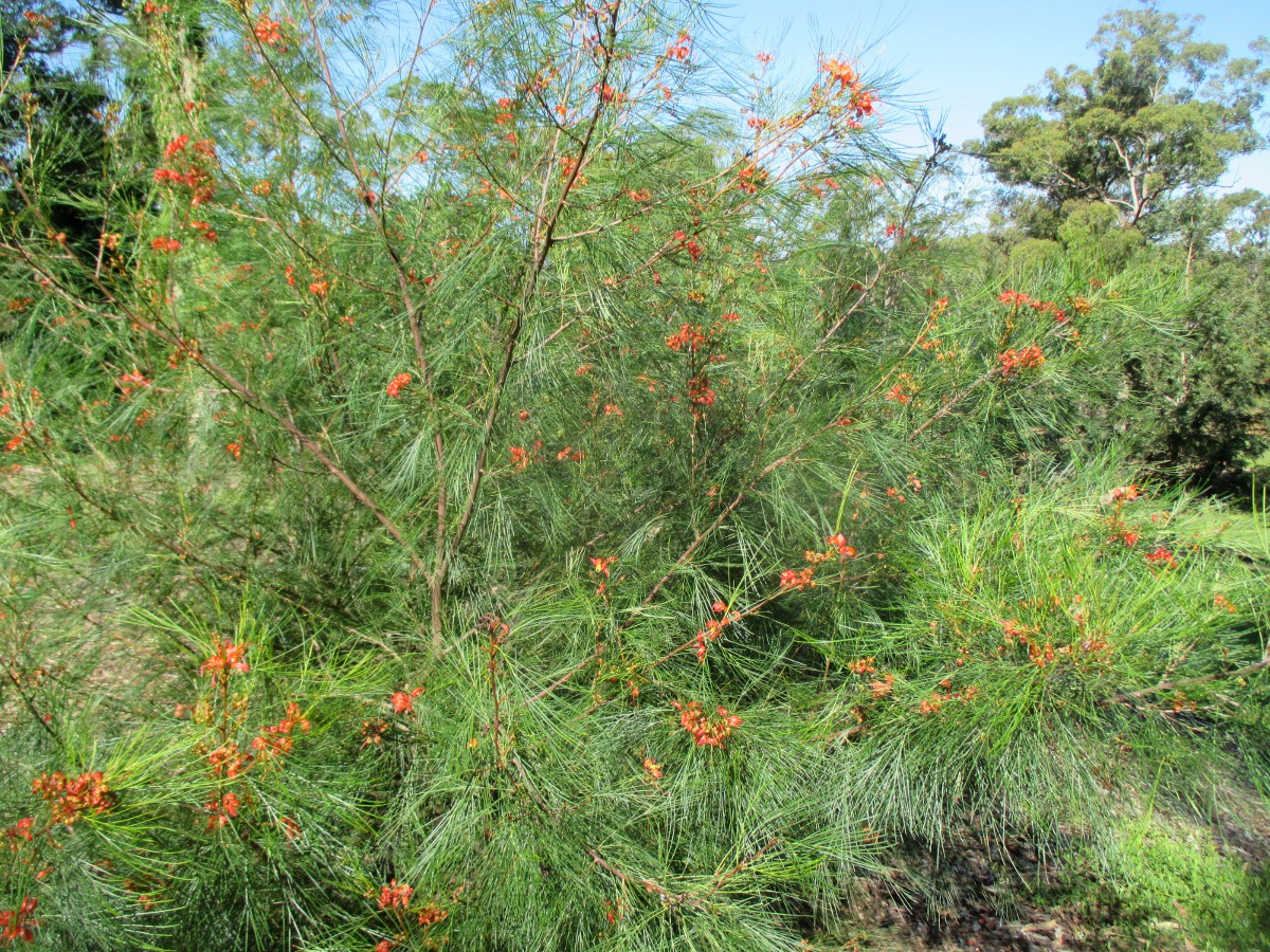 Image of Grevillea johnsonii specimen.