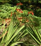 Crocosmia &times; crocosmiiflora