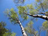 Betula pendula. Верхушки деревьев. Украина, Черкасская обл., Каневский р-н, Региональный ландшафтный парк \"Трахтемиров\", край берёзового леса. 25 апреля 2010 г.