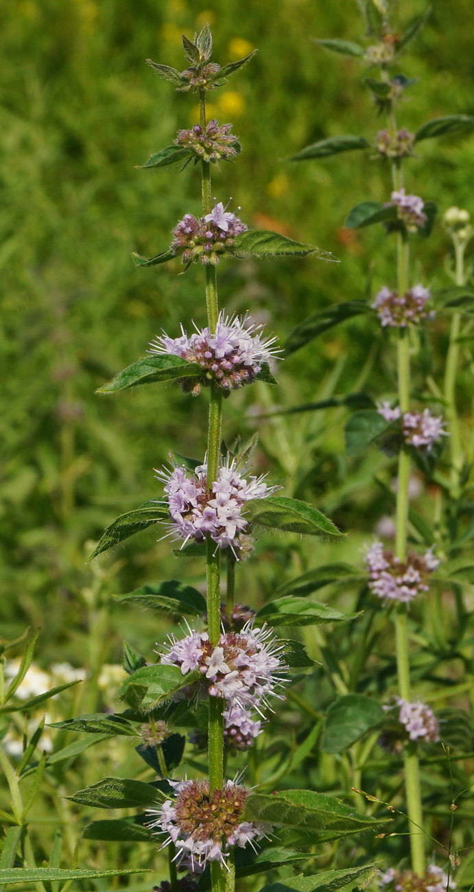 Image of Mentha arvensis specimen.