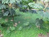 Tetrapanax papyrifer. Вегетирующие растения. Австралия, г. Брисбен, ботанический сад. 07.08.2016.