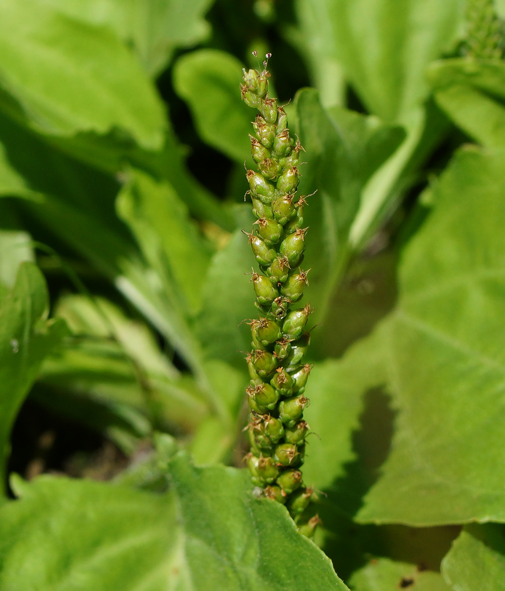 Изображение особи Plantago major.