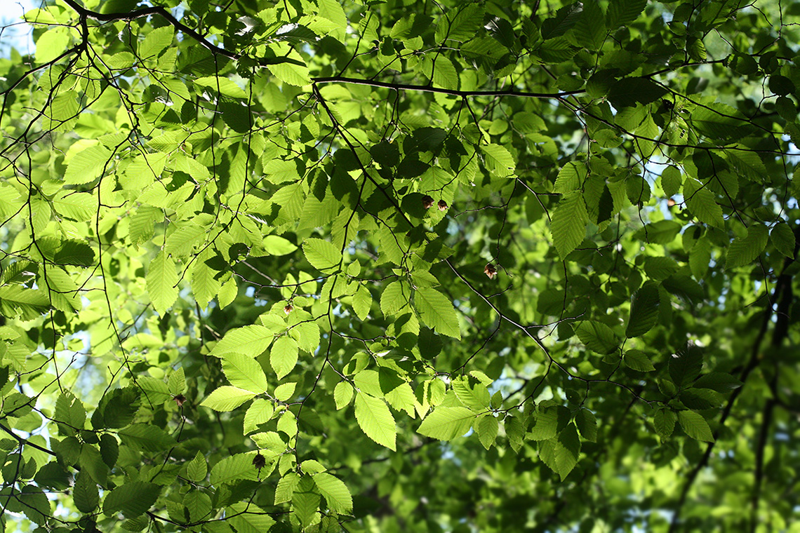 Image of Ostrya carpinifolia specimen.