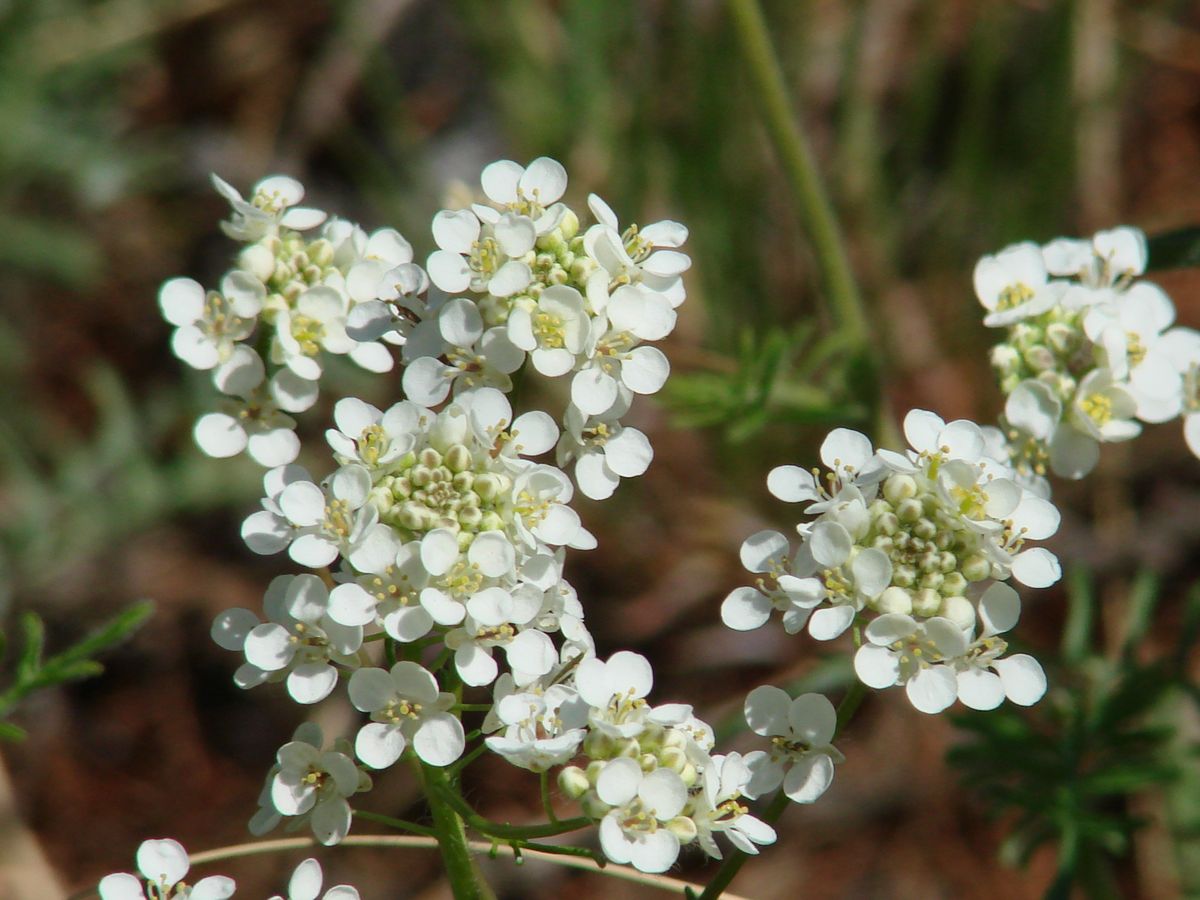 Image of Smelowskia alba specimen.