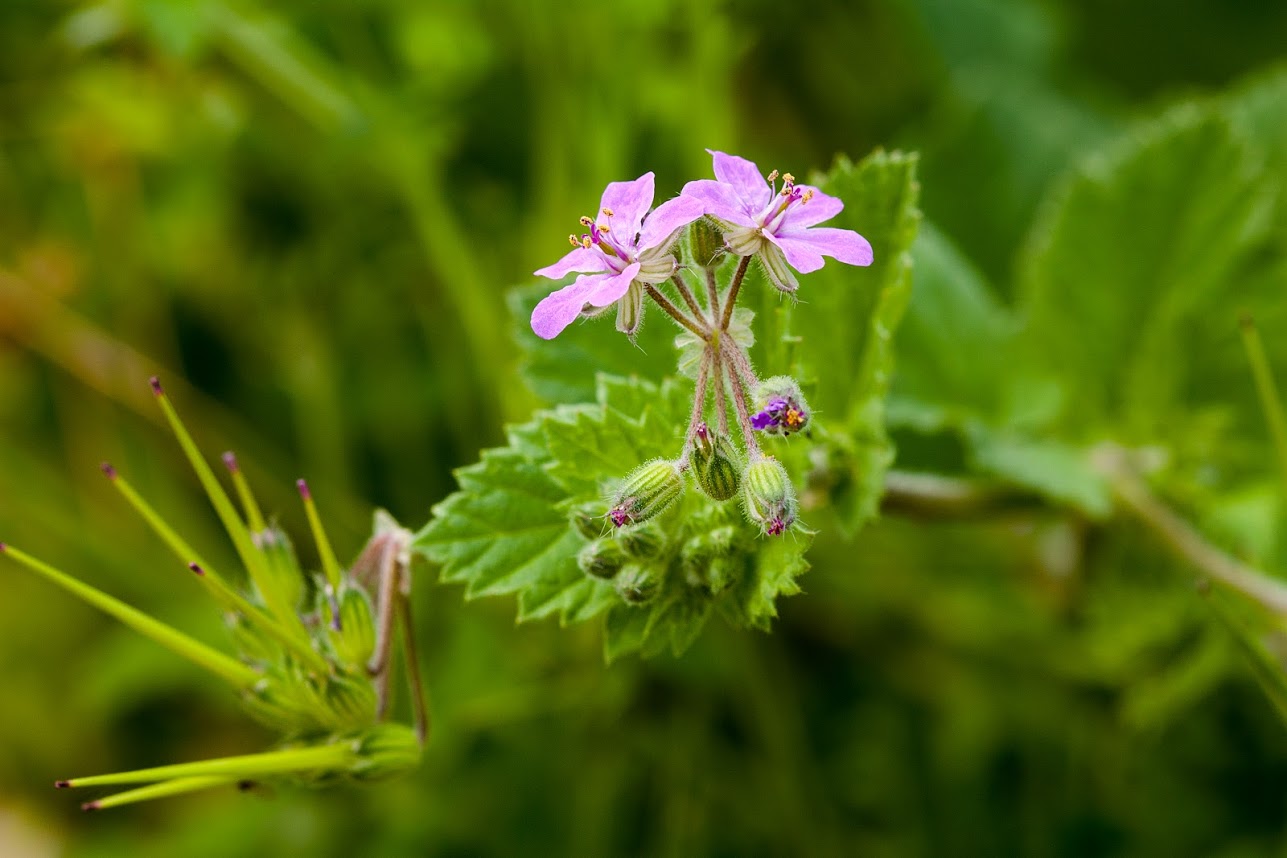 Image of Erodium moschatum specimen.