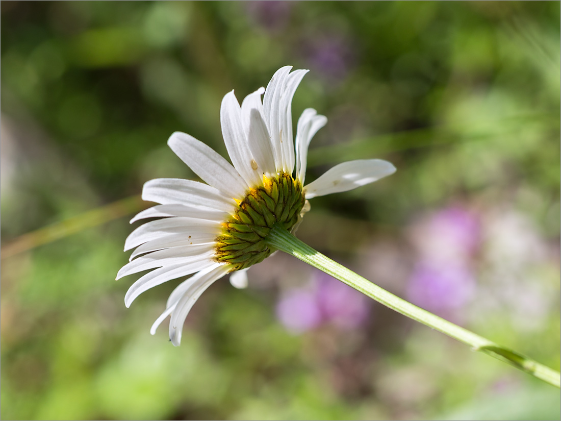 Image of Leucanthemum ircutianum specimen.