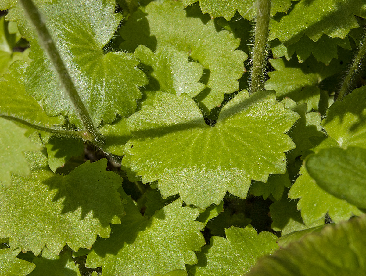 Image of Saxifraga hirsuta specimen.