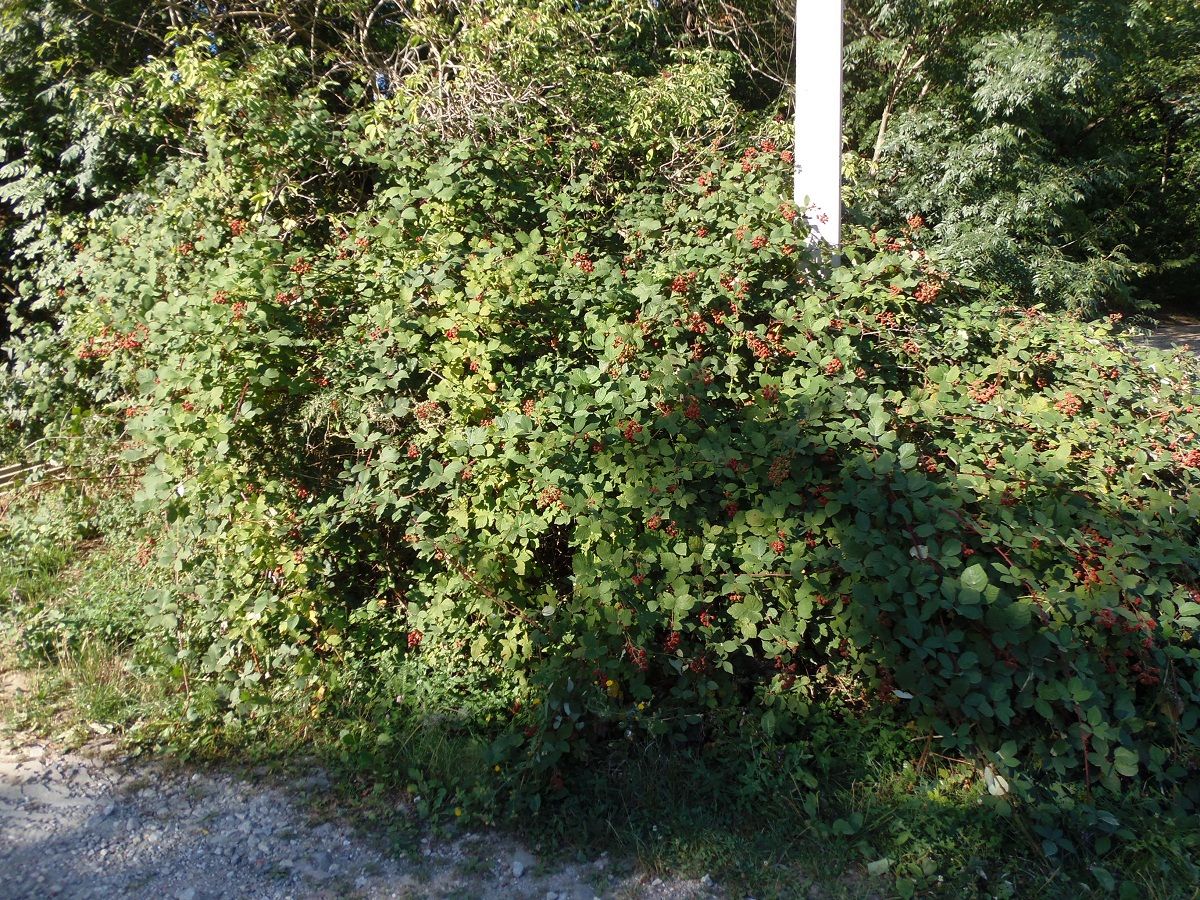 Image of genus Rubus specimen.