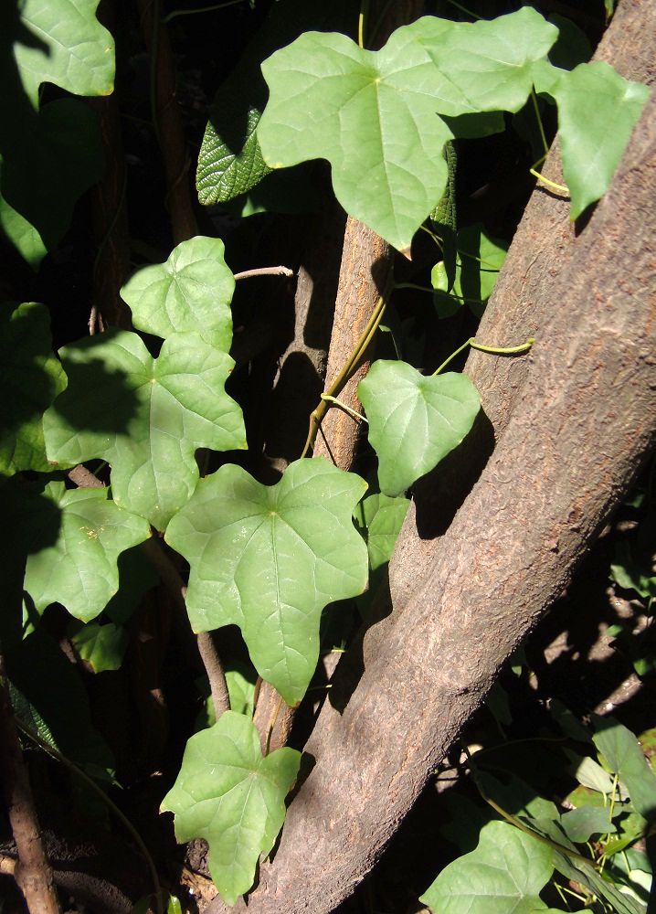 Image of Menispermum dauricum specimen.