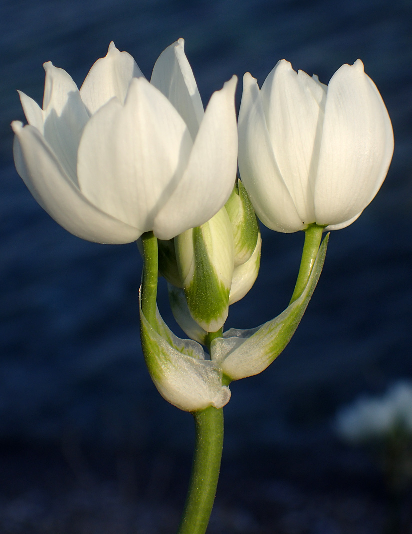 Image of Ornithogalum arabicum specimen.