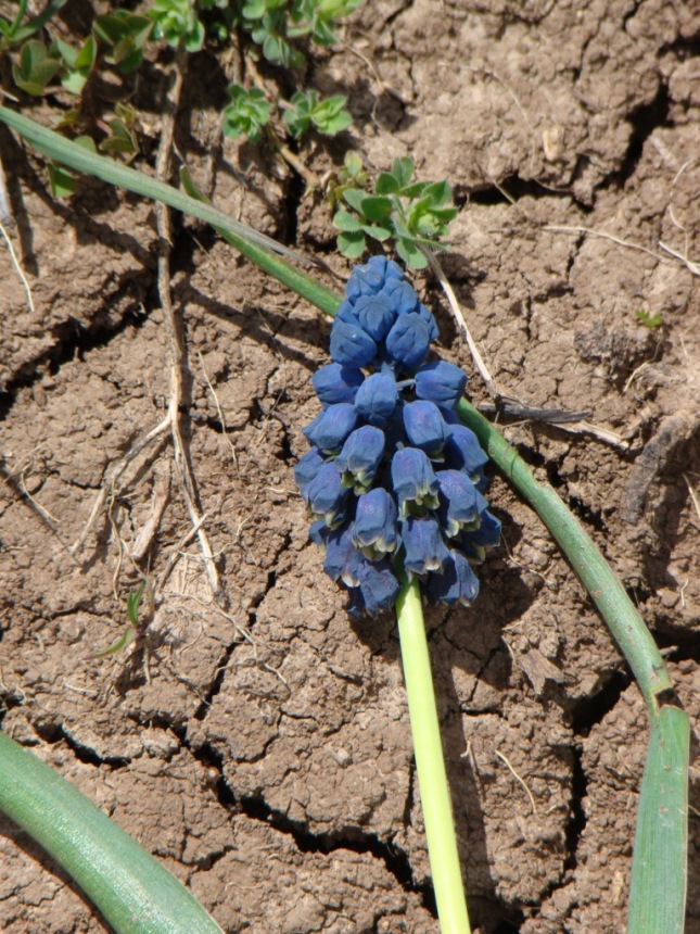 Image of Bellevalia pycnantha specimen.