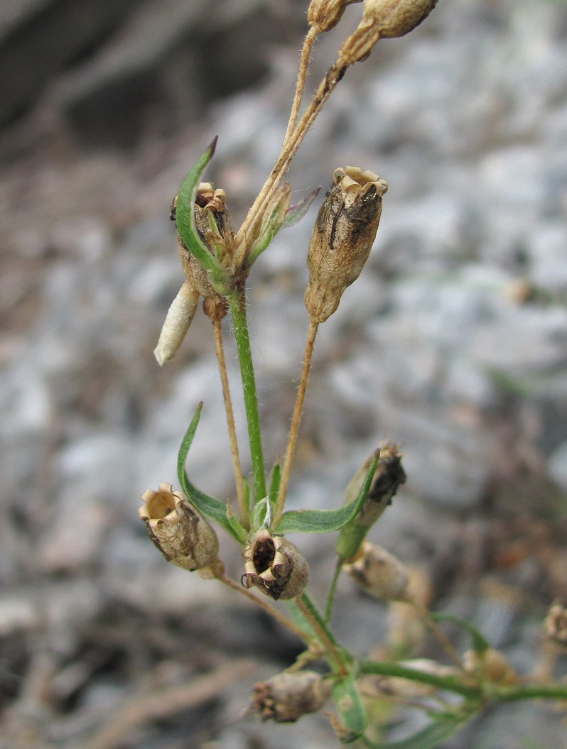 Image of Silene tatarica specimen.