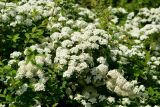 genus Spiraea