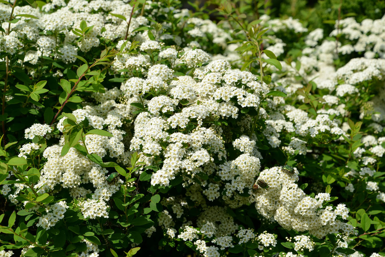 Image of genus Spiraea specimen.