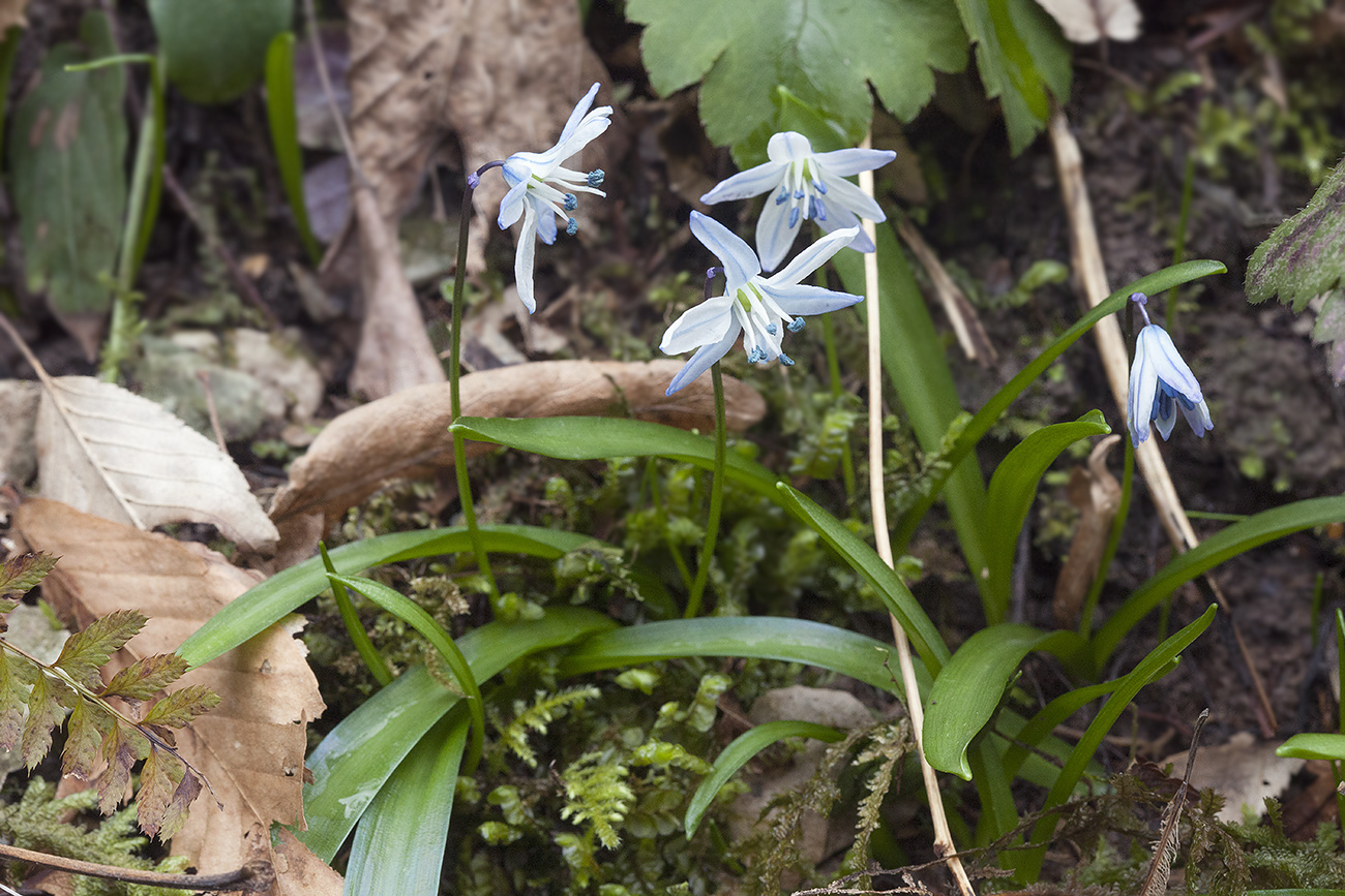 Изображение особи Scilla monanthos.