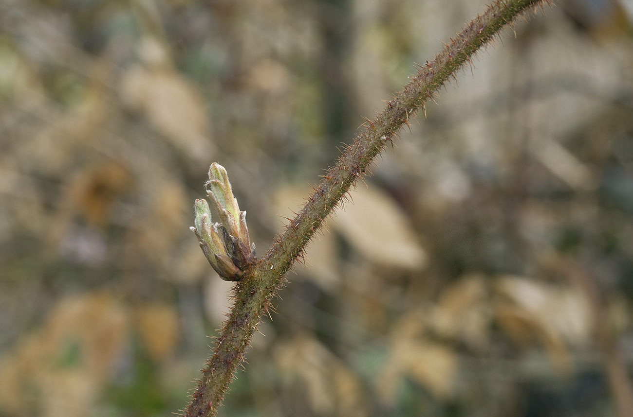 Image of Rubus hirtus specimen.