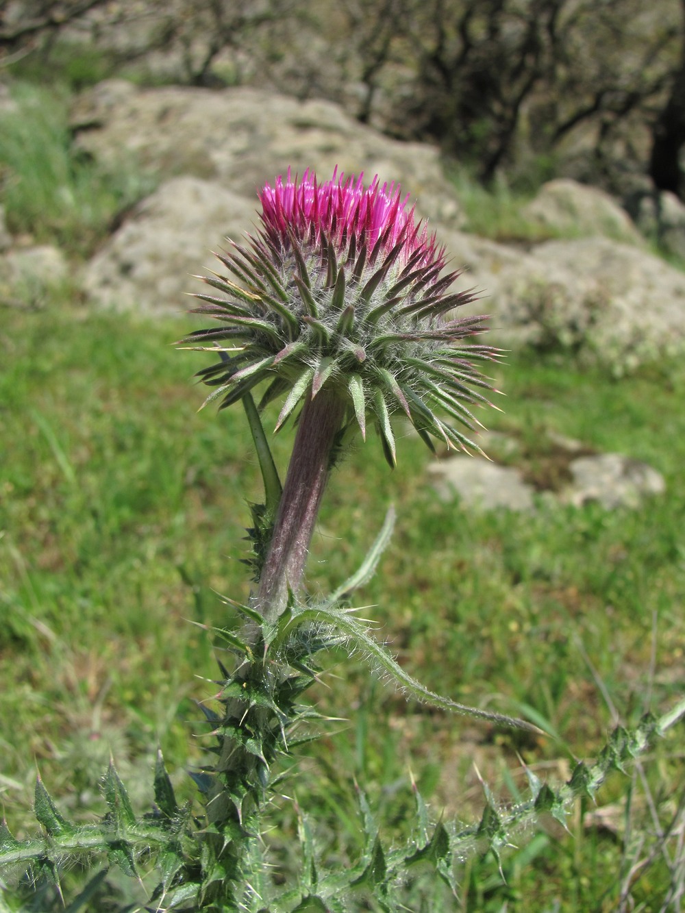 Image of Carduus uncinatus specimen.