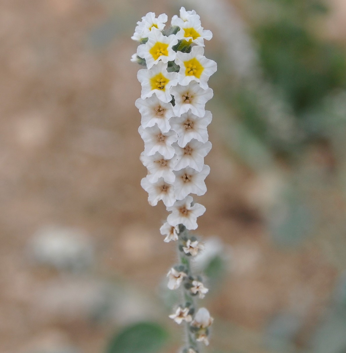 Image of Heliotropium hirsutissimum specimen.