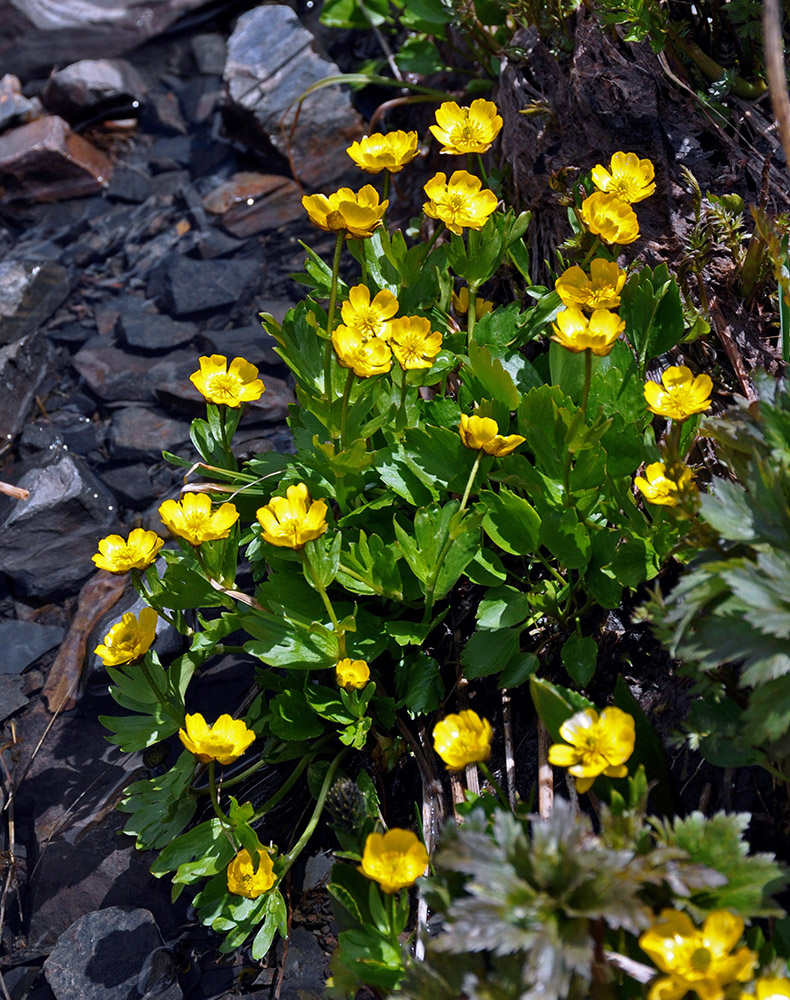 Изображение особи Ranunculus altaicus.